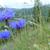 blue/purple flowers and green stems