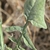 Lobed green leaf