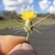 Yellow flowerhead with long spines
