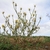 Form in bloom with yellow flowers