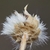 Side view if achene with short whitish hairs
