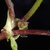 Flower Closeup