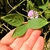 Green compound leaves with three leaflets