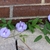 Vine with purple flowers growing along a wall