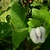 Centrosema virginianum