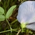 Back view of flower and underside of leaves