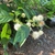 Shoot with opposite leaves & spherical head of white flowers.