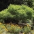 Large, low shrub