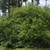 Large, dense shrub on the bank of a pond.