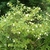 Shrub with opposite leaves & spherical clusters of white flowers