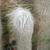 Cephalocereus Senilis