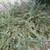 Cephalotaxus harringtonia 'Prostrata'