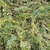 Cephalotaxus harringtonia 'Prostrata'
