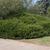 Cephalotaxus harringtonia 'Duke Gardens' - Full Bush