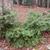 Cephalotaxus harringtonia 'Prostrata'