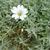 Cerastium tomentosum