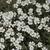 Cerastium tomentosum