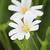Cerastium tomentosum