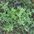 Form of a low growing weed