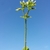 Stems and leaves