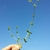 Stem with leaves and flowers