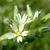 White flowers with 5 petals