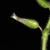 Sticky hairs on stem and bracts