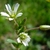 White single flowers and hairy stems