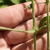 Green stem with short hairs