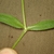Hairy stem with two green hair opposite leaves
