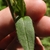 Green leaf closeup showing short hairs