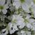 Cerastium tomentosum