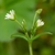 Side view showing hairs on stem and leaves and whte flowers
