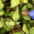 Flower and Leaves