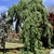 Weeping form in April