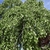 Weeping form