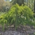 Form in the spring, Davidson County, NC.