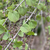 Cercidiphyllum japonicum 'Pendulum'