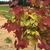 Colorful young foliage