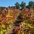 Colorful trees in rows in a nursery