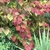 Colorful young foliage