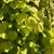 golden yellow foliage