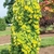Young tree with yellow-green foliage on weeping branches.