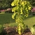 Young tree with yellow-green foliage on weeping branches.