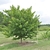 Young tree in leaf.