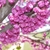 Double pink flowers in close-up.