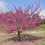 Young tree in full bloom with double pink flowers