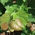 Foliage, showing reddish new leaves.