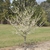 Tree with white, double flowers