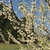 Double white flowers on branches